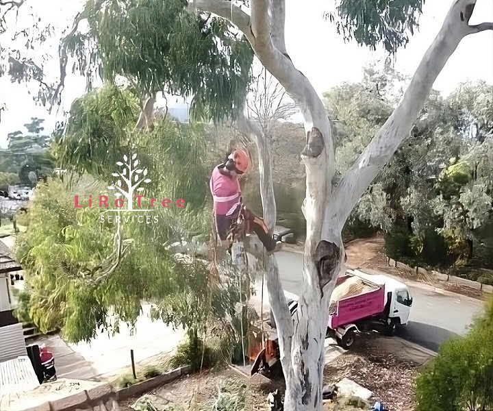 Tree Removal LiRo Tree Services 6 Fallen tree removal Canberra