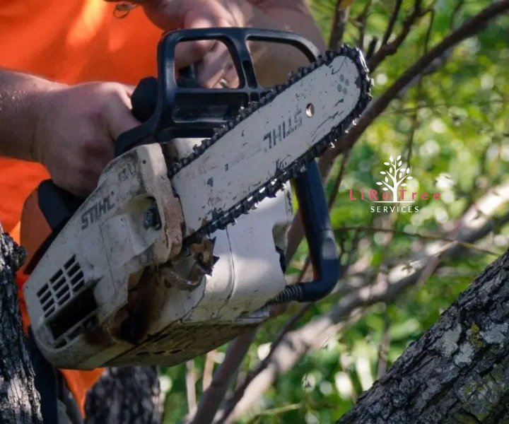 Tree Removal LiRo Tree Services 5 Hazardous tree removal Canberra ACT