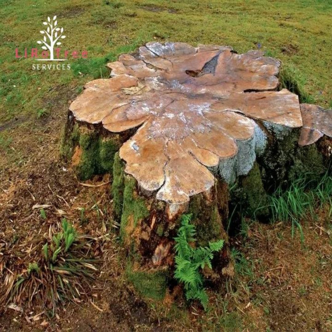 Stump Removal Queanbeyan