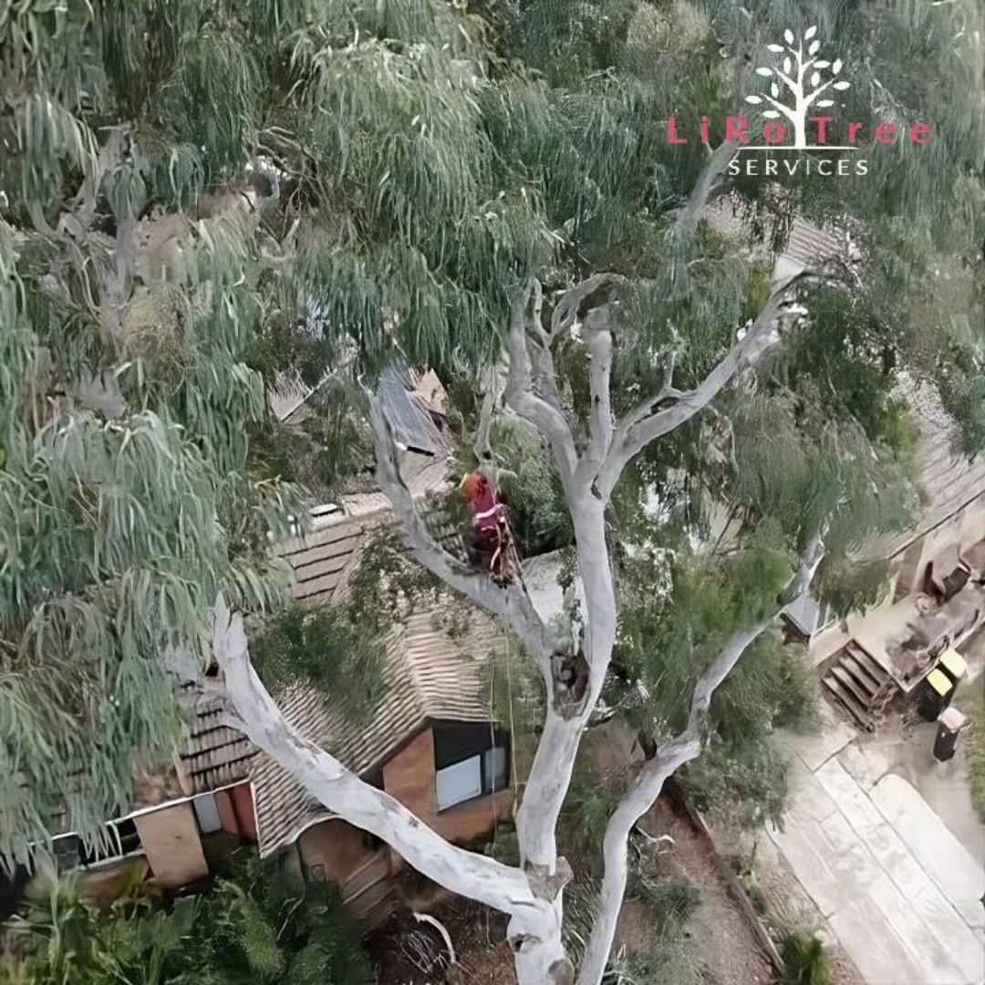 Queanbeyan LiRo Tree Services 1 Tree Care Queanbeyan