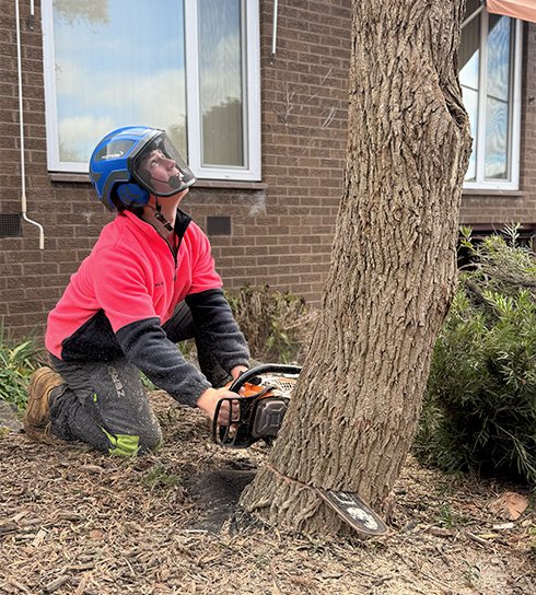 Tree Removal LiRo Tree Services 1 5