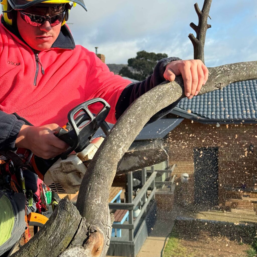 tree trimming
