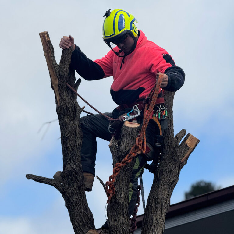LiRo Tree Services - Tree Service - Canberra, ACT